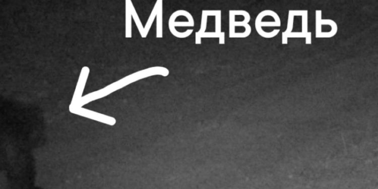 В Окском заповеднике вновь заметили медведя В Окском заповеднике вновь заметили медведя