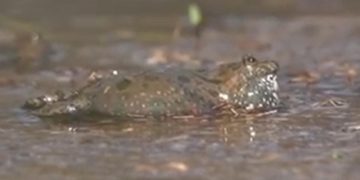 Краснобрюхие жерлянки запели в озерах Рязанской области