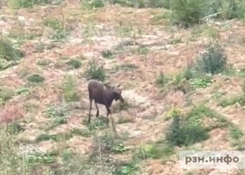 Лось забрел к строящейся школе в Рязани