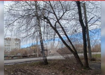 Дерево повисло на электрических проводах в Рязани