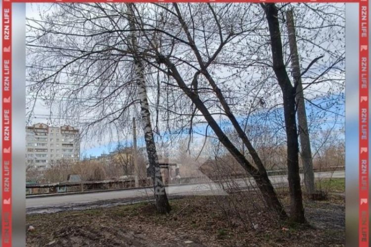 Дерево повисло на электрических проводах в Рязани