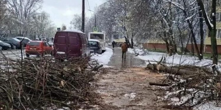 Коммунальные службы Рязани убирают поваленные снегом деревья