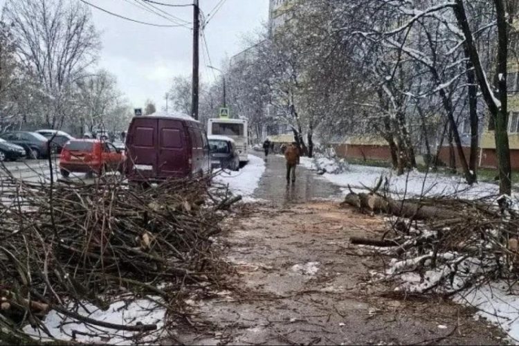 Коммунальные службы Рязани убирают поваленные снегом деревья