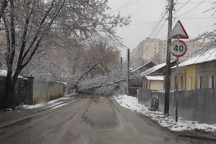 Упавшее дерево перегородило дорогу в Рязани на улице Разина