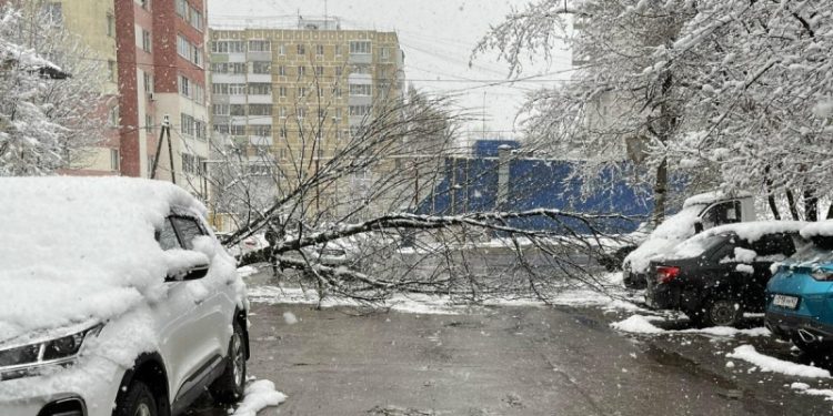 Рухнувшее дерево перекрыло проезд в Рязани