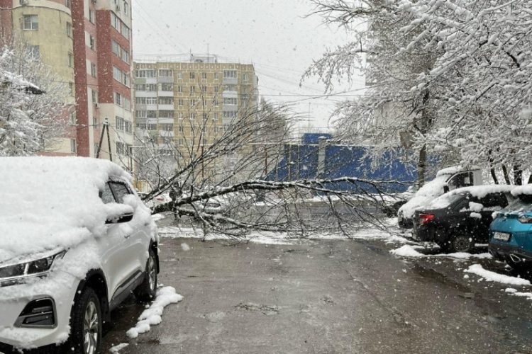 Рухнувшее дерево перекрыло проезд в Рязани