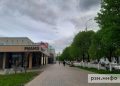 В Рязани вырубили 3600 деревьев и посадят лишь 300 новых