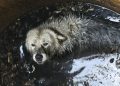 Огромный алабай сбежал из вольера и провалился в яму