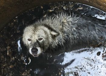 Огромный алабай сбежал из вольера и провалился в яму