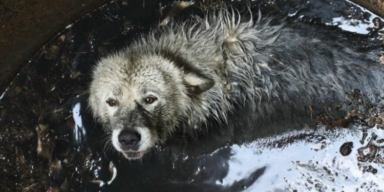 Огромный алабай сбежал из вольера и провалился в яму