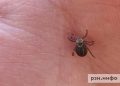 В Рязанской области зафиксировали первые укусы клещей
