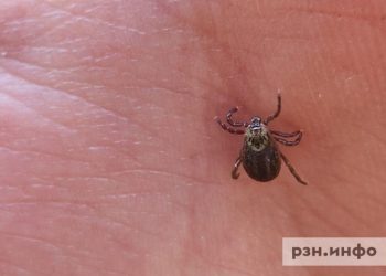 В Рязанской области зафиксировали первые укусы клещей
