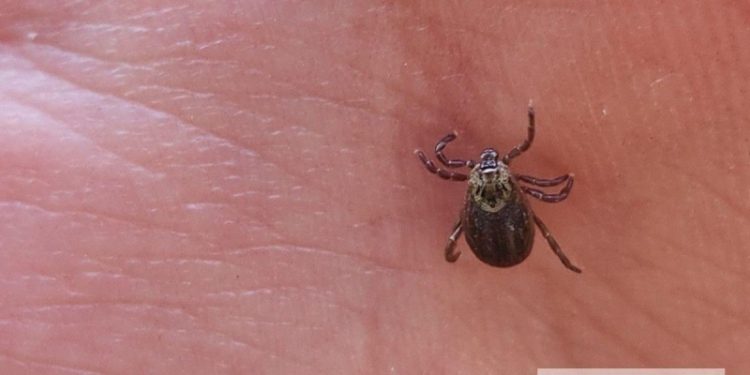 В Рязанской области зафиксировали первые укусы клещей