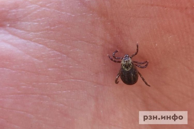 В Рязанской области зафиксировали первые укусы клещей