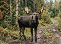 Лимиты на добычу лося и косули увеличат в Рязанской области
