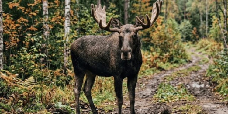 Лимиты на добычу лося и косули увеличат в Рязанской области