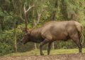 Рязанская область уменьшит лимит добычи лосей и косуль