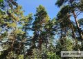 Октябрь подарит Рязанской области более 15 тысяч зеленых насаждений
