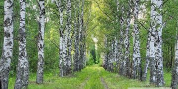 Рязанская область ограничила посещение лесов
