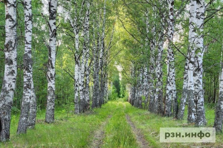 Рязанская область ограничила посещение лесов