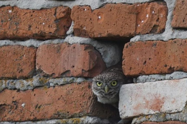 В Рязанской области домовый сыч поселился в стене дома