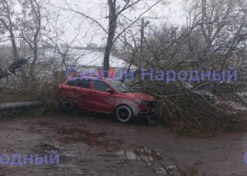 В Скопине дерево упало на припаркованную машину
