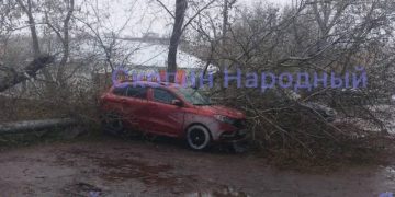 В Скопине дерево упало на припаркованную машину