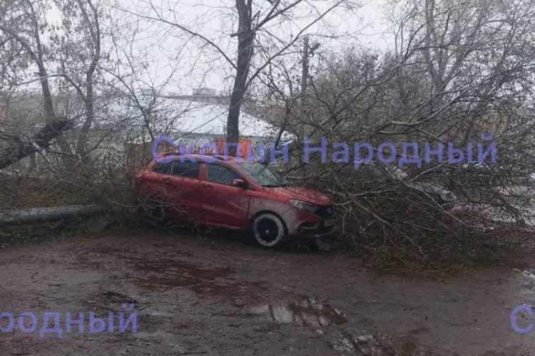 В Скопине дерево упало на припаркованную машину