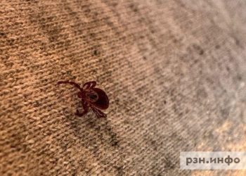 Обработка от клещей начнется в Скопинском округе 6 мая