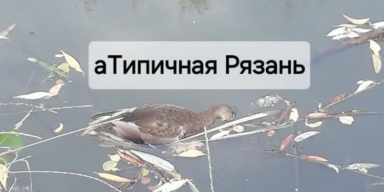 В рязанском пруду Серая Шейка снова заметили трупы уток