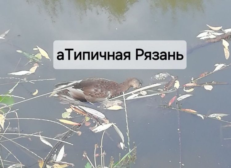 В рязанском пруду Серая Шейка снова заметили трупы уток