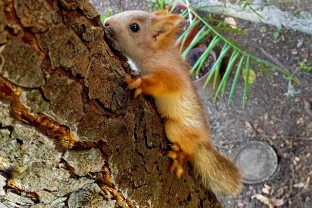 Рязанцам предлагают выбрать имена для родившихся на биостанции РГУ бельчат