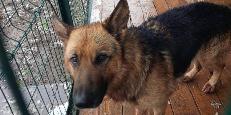 В Сети опубликовали график отлова безнадзорных животных в Рязанском районе в ноябре В Сети опубликовали график отлова безнадзорных животных в Рязанском районе в ноябре