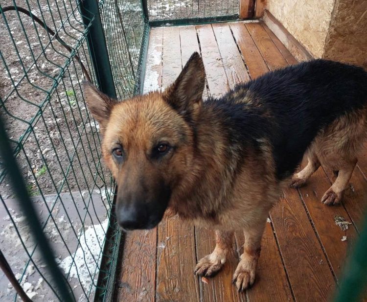 В Сети опубликовали график отлова безнадзорных животных в Рязанском районе в ноябре