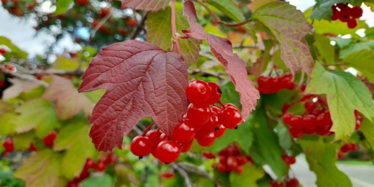 Во вторник в Рязанской области ожидается туман и до +24 градусов