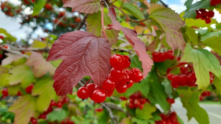 Во вторник в Рязанской области ожидается туман и до +24 градусов