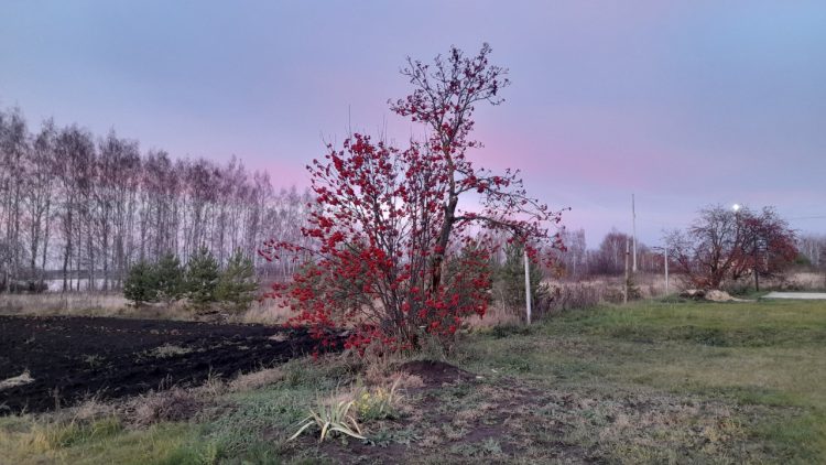 9 ноября в Рязанской области ожидается до +10 градусов