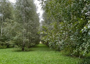 В пятницу в Рязанской области ожидается до +20 градусов