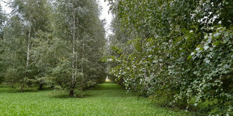 В пятницу в Рязанской области ожидается до +20 градусов