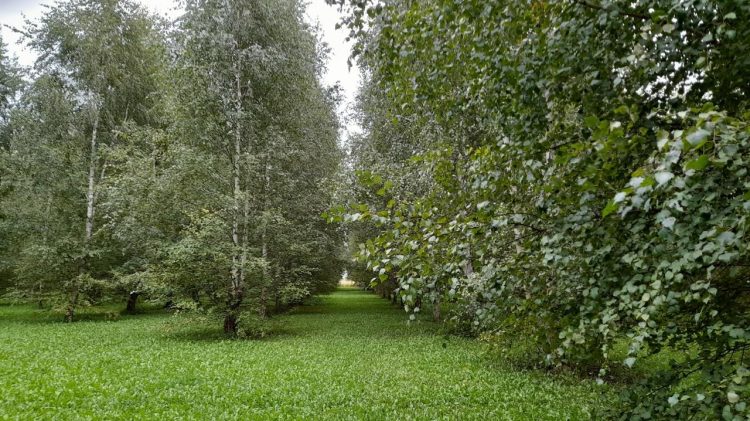 В пятницу в Рязанской области ожидается до +20 градусов