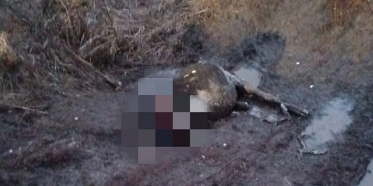 Под Рязанью обнаружили труп животного с оторванной головой Под Рязанью обнаружили труп животного с оторванной головой