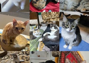 Рязанская передержка для животных ищет хозяев для 120 котов