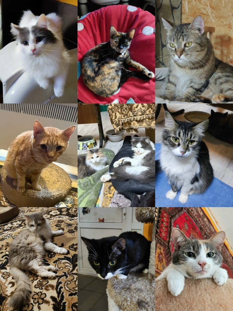 Рязанская передержка для животных ищет хозяев для 120 котов