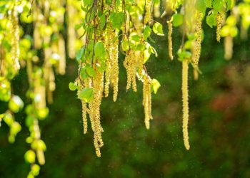 Россиян начнут прививать от сезонной аллергии