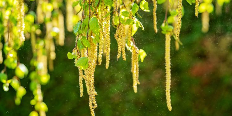 Россиян начнут прививать от сезонной аллергии