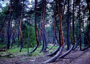 В Рязани появятся четыре тысячи гектаров нового леса В Рязани появятся четыре тысячи гектаров нового леса