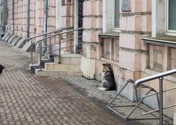 В Рязани поймали двух агрессивных собак, которые нападали на горожан