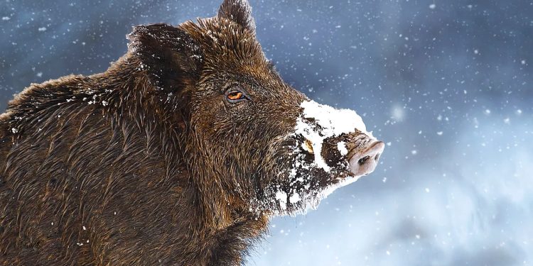 «Фрэнсис» оказался губительным для животных в рязанских лесах