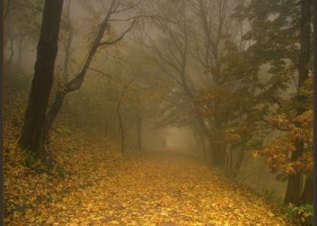 Рязанцев предупредили об утреннем тумане 20 ноября