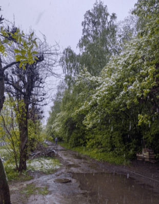 Рязанцы поделились снимками майского снега